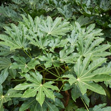 Fatsia japonica - Vingerplant