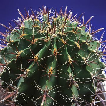 Ferocactus horridus - Vatcactus
