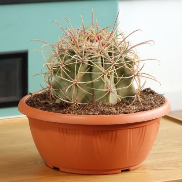 Ferocactus emoryi - Vatcactus