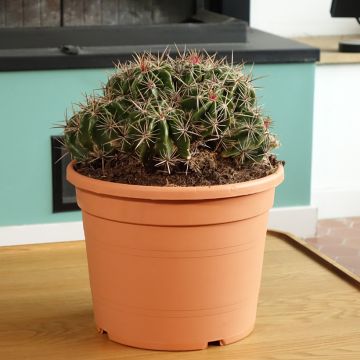 Ferocactus robustus - Vatcactus