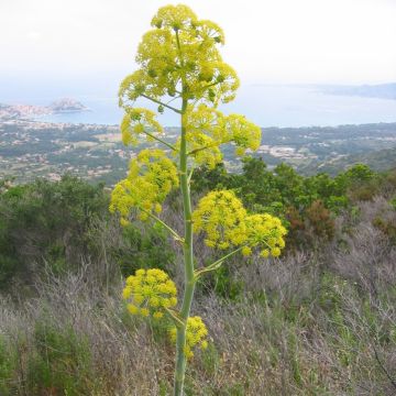 Ferula communis - Reuzenvenkel