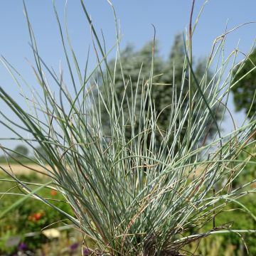 Festuca glauca Intense Blue - Blauw schapengras