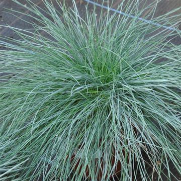 Festuca glauca - Schapengras
