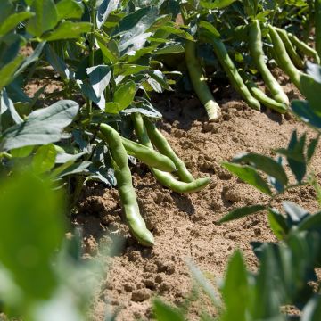 Tuinboon Aguadulce BIO