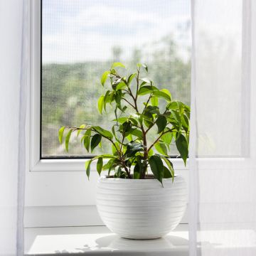 Ficus benjamina Exotica - Treurvijg