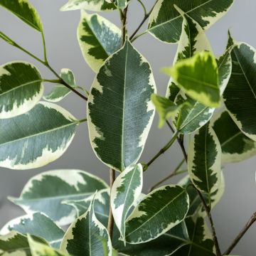 Ficus benjamina Golden King - Treurvijg