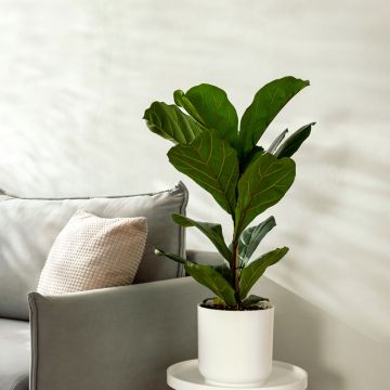Ficus lyrata - Vioolbladplant