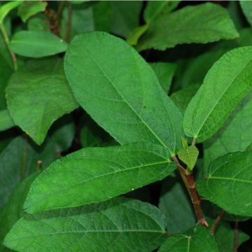 Ficus tikoua - Vijgeboom