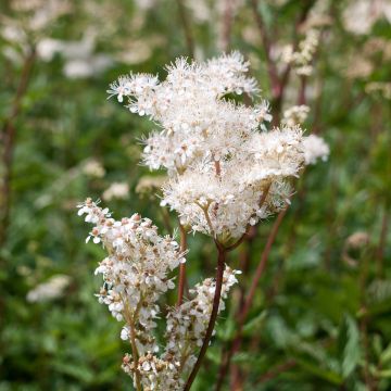 Filipendula purpurea Alba - Moerasspirea wit
