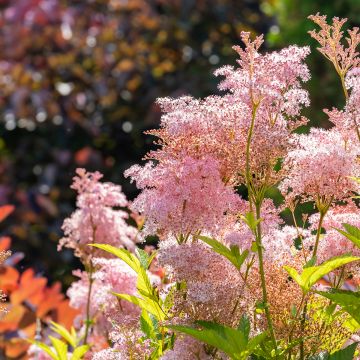 Filipendula rubra Venusta - Moerasspirea