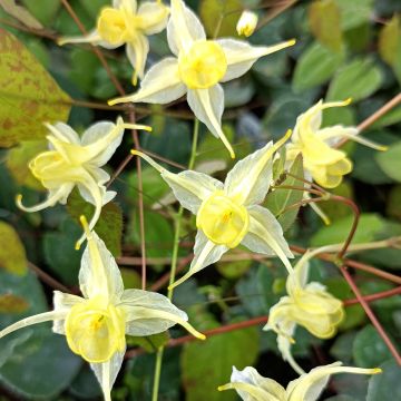 Epimedium Flower Of Sulphur - Elfenbloem