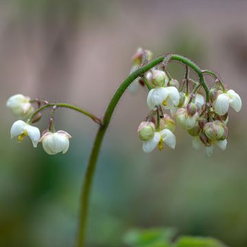 Epimedium pubigerum - Elfenbloem