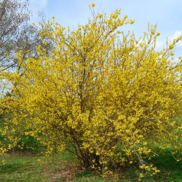 Forsythia intermedia Lyngold - Chinees klokje