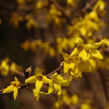Forsythia koreana Kumsun - Chinees klokje