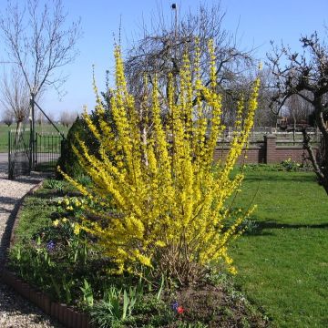 Forsythia intermedia Lynwood - Chinees klokje