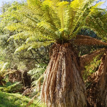 Dicksonia fibrosa - Gouden boomvaren