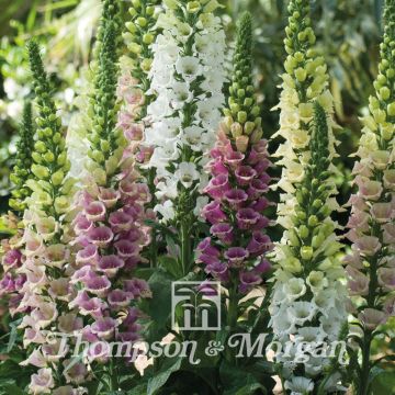 Digitalis purpurea Mountains Mixed (zaad) - Vingerhoedskruid