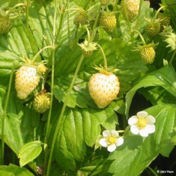 Fragaria alpina Yellow Wonder - Bosaardbei