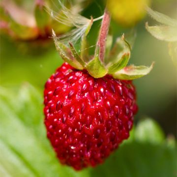 Fragaria vesca Rugen - Bosaardbei