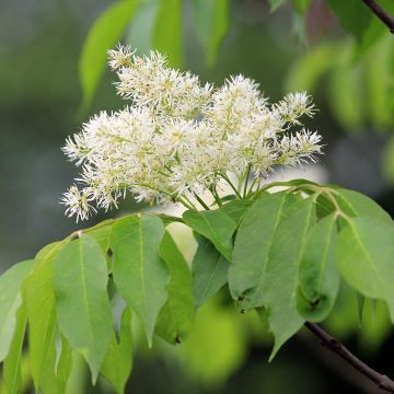 Fraxinus ornus - Pluim-es