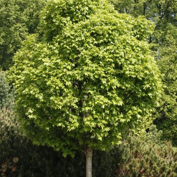Fraxinus pennsylvanica Crispa - Groene es