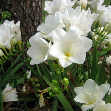 Freesia Wit - Kaaps lelietje-van-dalen