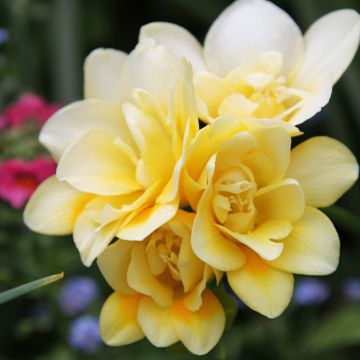 Freesia Double Geel - Kaaps lelietje-van-dalen