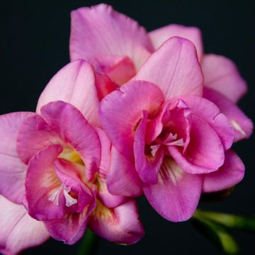 Freesia Double Roze - Kaaps lelietje-van-dalen