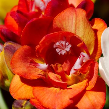 Freesia dubbel Rood - Kaaps lelietje-van-dalen