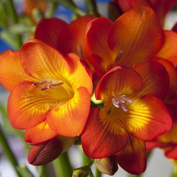 Freesia Oranje - Kaaps lelietje-van-dalen