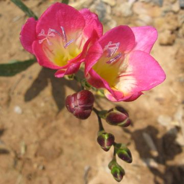 Freesia Roze - Kaaps lelietje-van-dalen