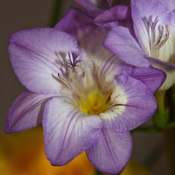 Freesia Simple Blauw - Kaaps lelietje-van-dalen