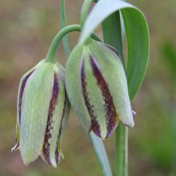 Fritillaria hermonis amana - Kievitsbloem