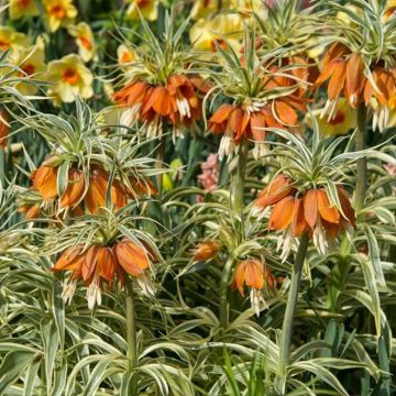 Fritillaria imperialis Argentea Variegata - Keizerskroon