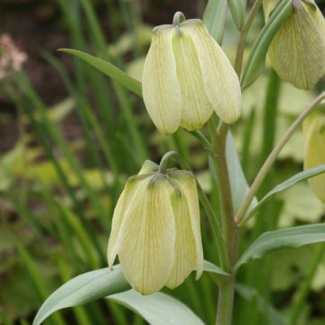 Fritillaria pallidiflora - Gele kievitsbloem