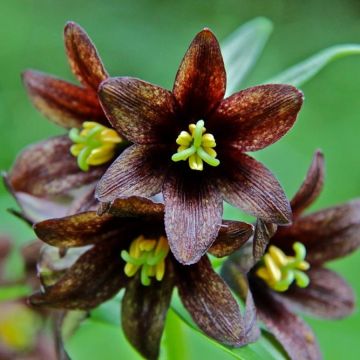 Fritillaria camschatcensis - Chocoladelelie