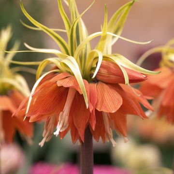Fritillaria imperialis Aureomarginata - Keizerskroon