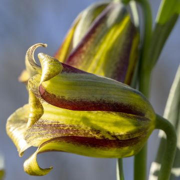Fritillaria olivieri - Kievitsbloem