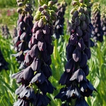 Fritillaria persica Twintowers Tribute - Perzische fritillaria
