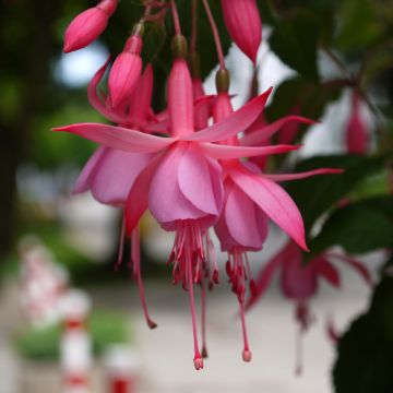 Fuchsia Beacon Rosa - Bellenplant
