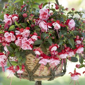 Fuchsia Bella Laura - Bellenplant