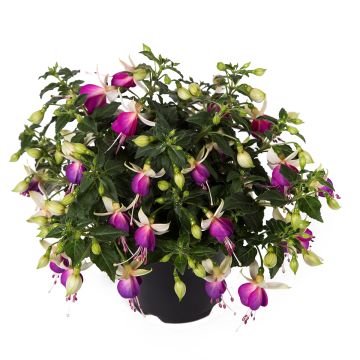 Fuchsia Bella Nora - Bellenplant