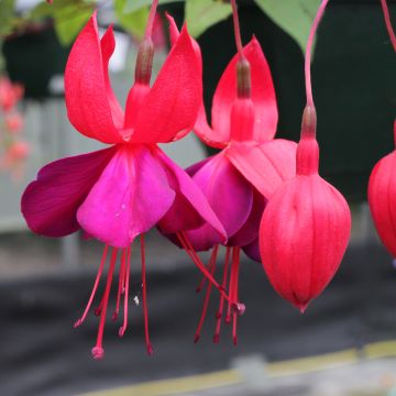 Fuchsia Black Princess - Bellenplant
