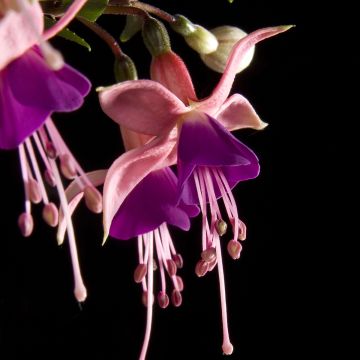 Fuchsia Rosalien - Bellenplant