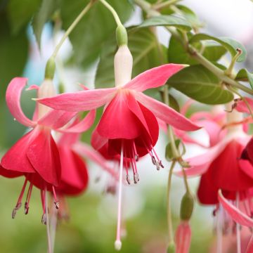Fuchsia Celia Smedley - Bellenplant