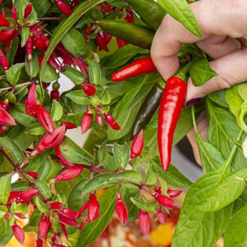 Fuchsia Chilli Red - Bellenplant