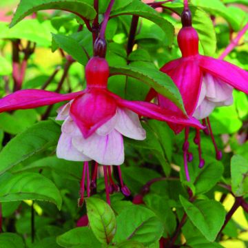 Fuchsia Connie - Bellenplant