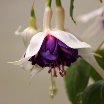 Fuchsia Deep Purple - Bellenplant