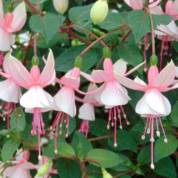 Fuchsia Elma-Hendricks - Bellenplant