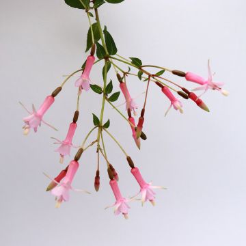 Fuchsia First Success - Bellenplant